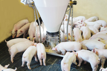 Baby Feeder for pigs from 4 kg