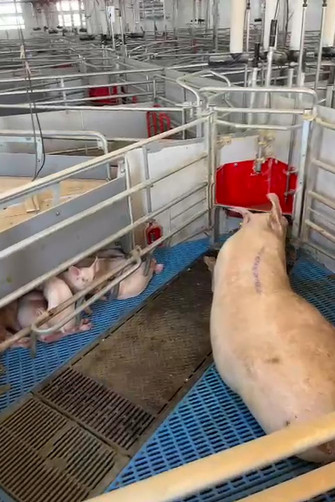 Sow-with-piglets-in-a-freedom-farrowing-pen