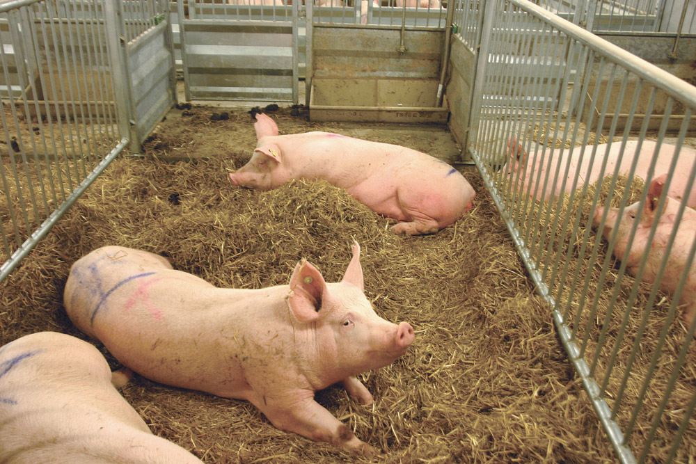 More Sows But Fewer Slaughter Pigs in Denmark | Agrodaily