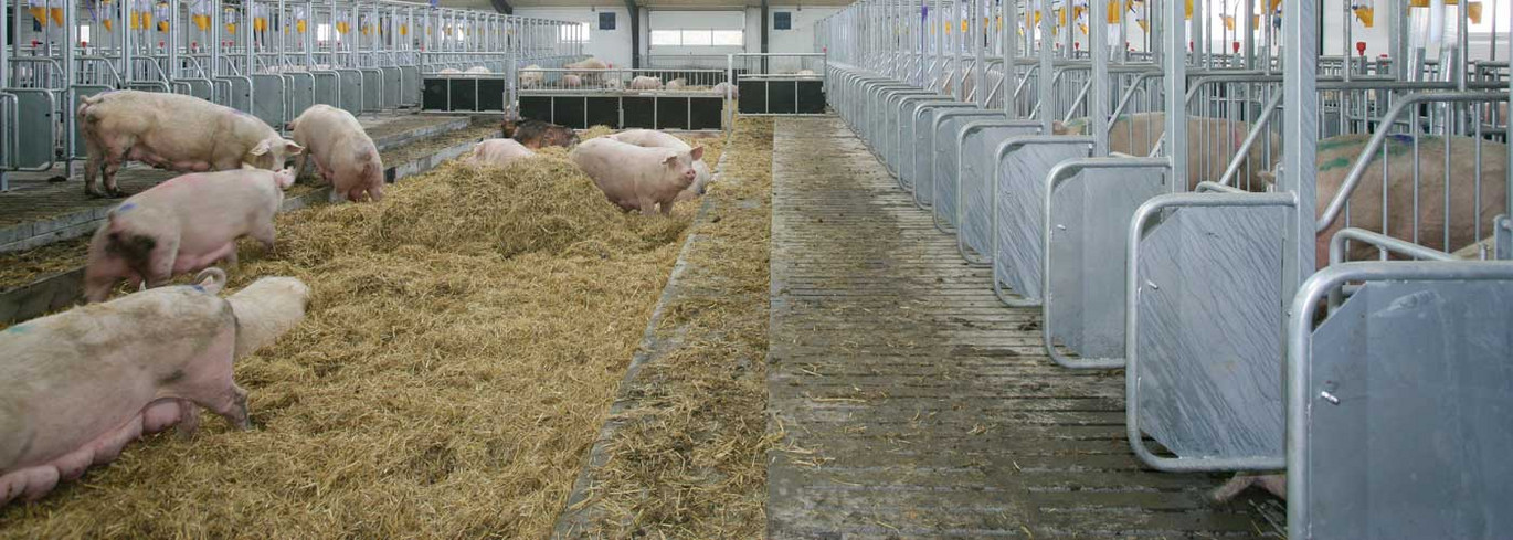 Sows in a mating stall with straw bedding