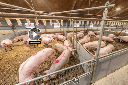 Gestation