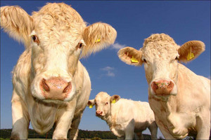 Troughs for cattle