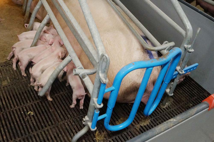 Sow with piglets in PVC farrowing pen