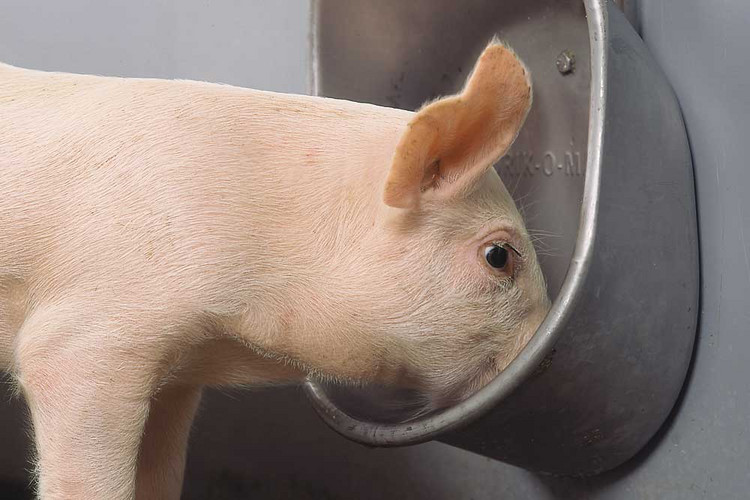 Drik-o-mat-drinking-cup-for-pigs