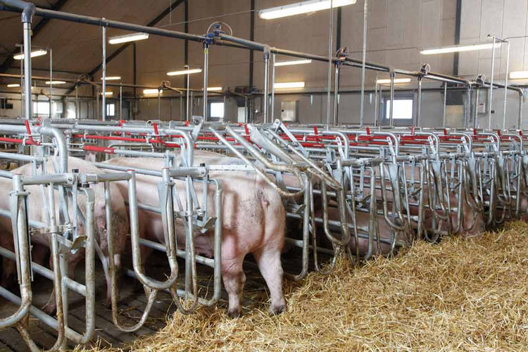 Sows inside the mating box