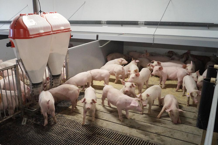Pigs in weaner unit