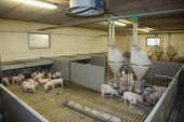 800-sows-6