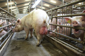 800-sows-15