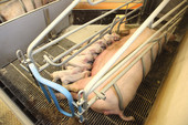 800-sows-13