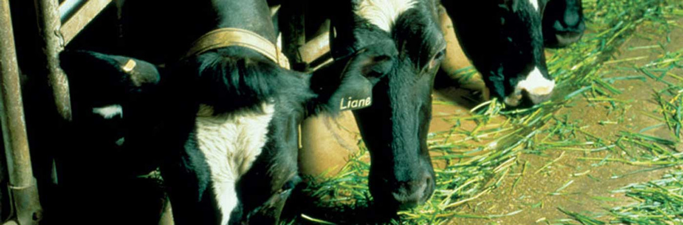 Cattle Trough