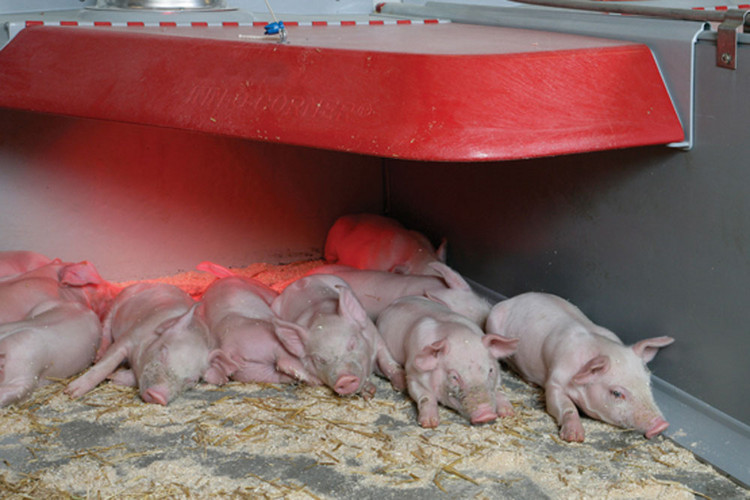 Piglet-nest