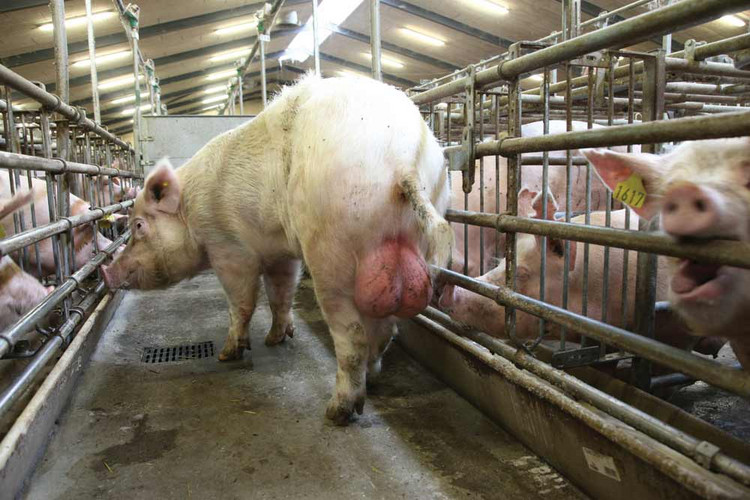 Boar door Boar door