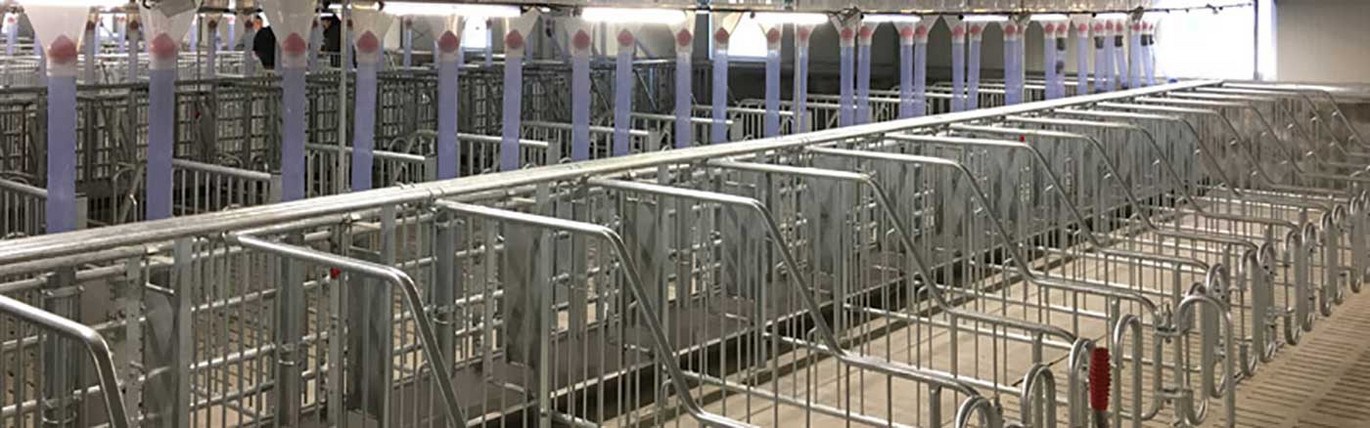 Mating and gestation boxes for sows Mating and gestation boxes for sows