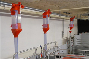 Phase feeding of sows Phase feeding of sows