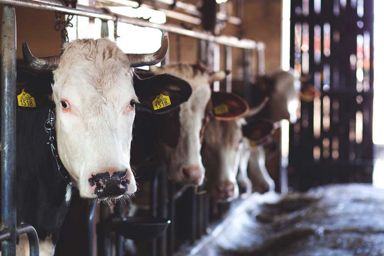 Feed tables for cattle