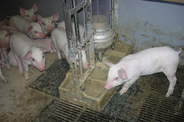 1100-sows-5