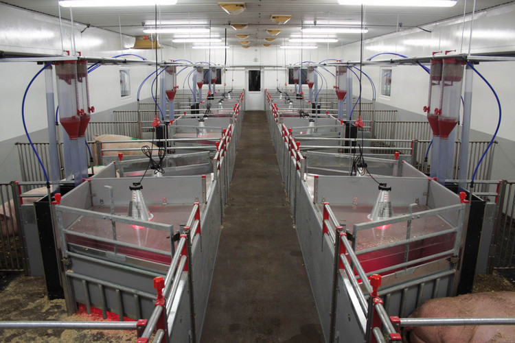 FT30 farrowing pens