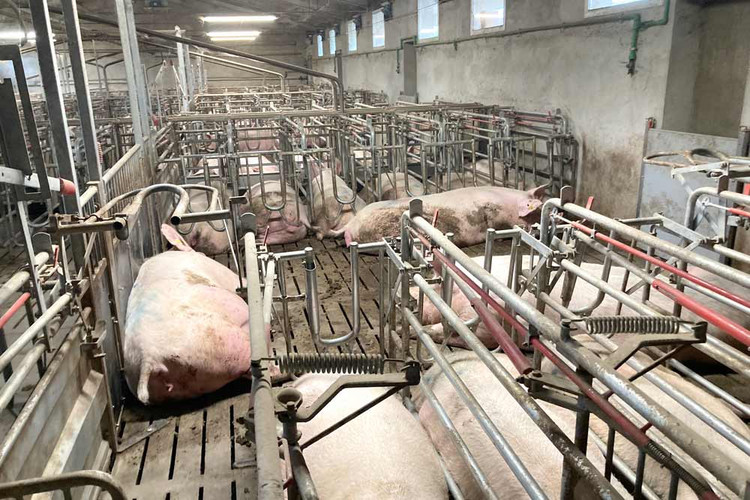 Sows-in-Free-Access-boxes-in-mating-and-gestaion-area
