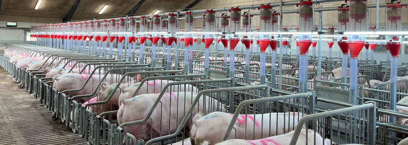 Free access boxes with sows mating and gestation unit