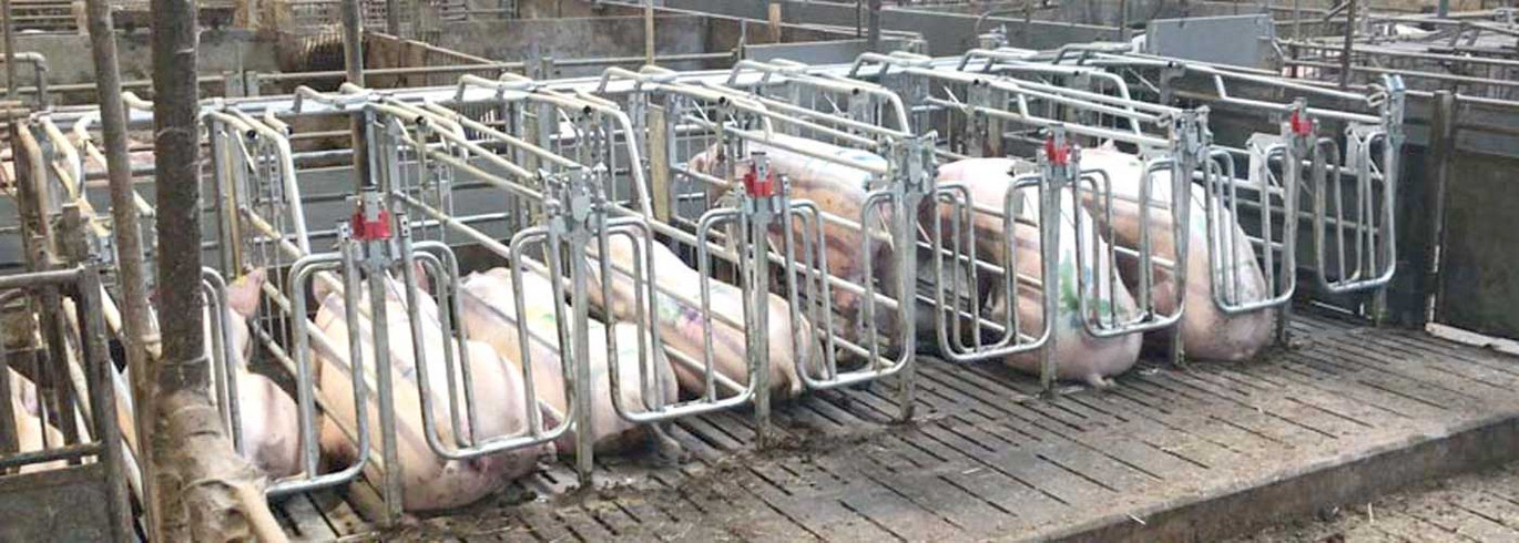 Sows-in-mating-boxes
