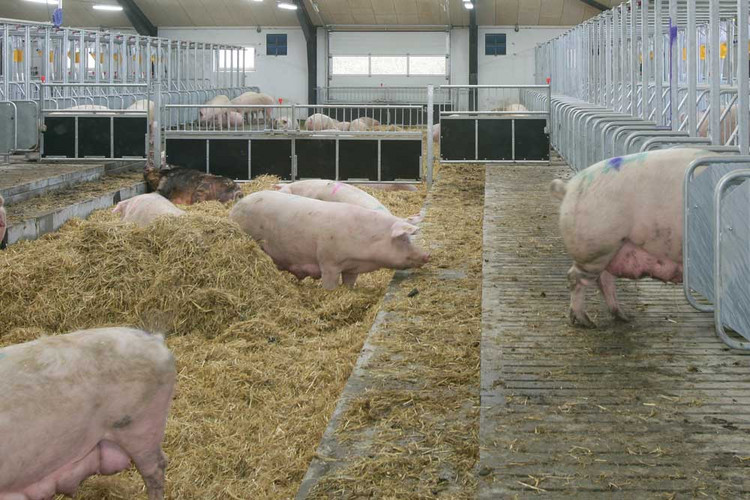 Sows in a mating stall with straw bedding