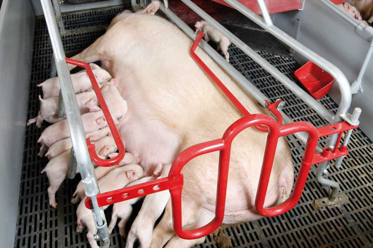 Sow in the farrowing crate
