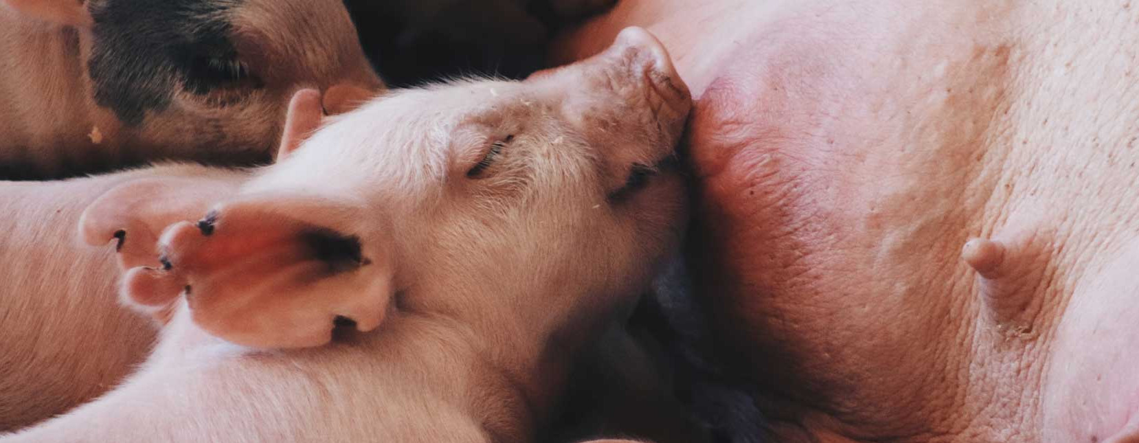 Cute-piglets