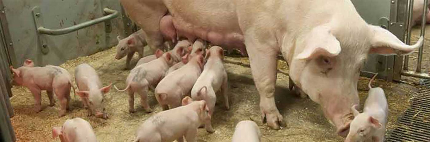 Loose-farrowing-pen-FT30 Loose-farrowing-pen-FT30