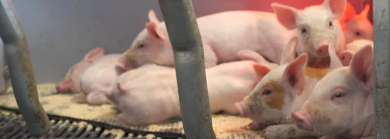 Piglets In Piglet Nest Piglets In Piglet Nest