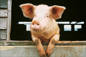 Troughs for pigs Troughs for pigs