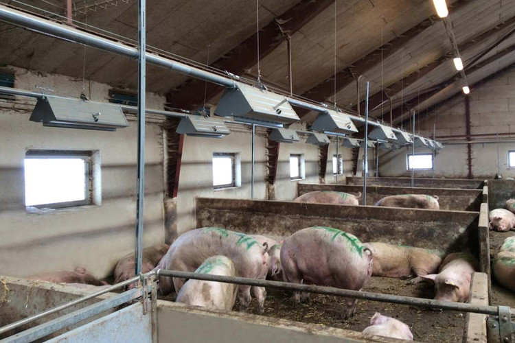 VD100 floor feeding of sows