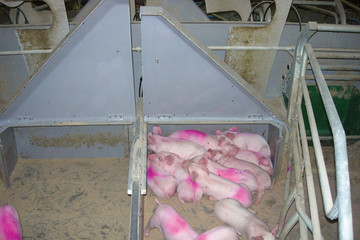 1100-sows-6