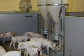 800-sows-4