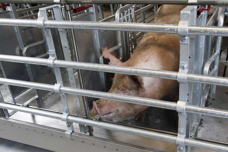 Stainless-steel-trough-pigs