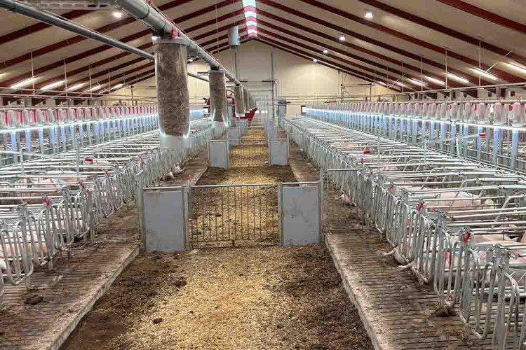 automatic straw distribution system in loose mating pen