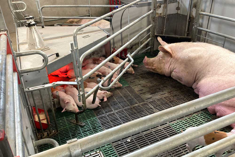 Sow-with-piglets-in-Welsafe-farrowing-pen