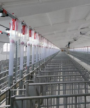 Mating-Crates-pigs-with-feed-dispensers