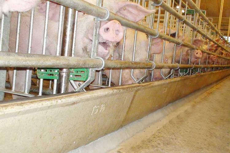 Polymer-trough-for-pigs