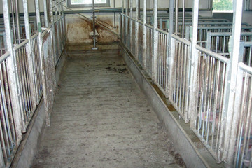 1100-sows-2