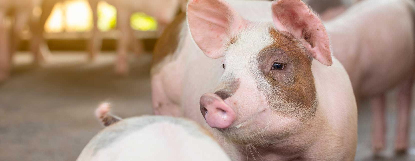 Pigs