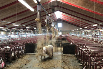 Pig Production