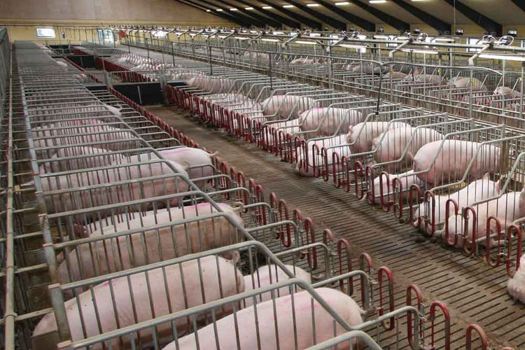 Mating stall and sows in the LD boxes