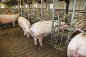 800-sows-8