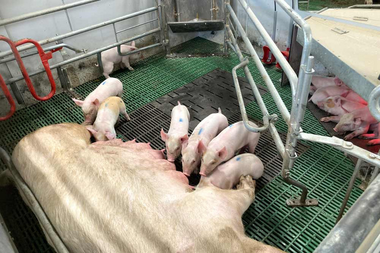 Sow-nursing-the-piglets-in-Welsafe-farrowing-pen
