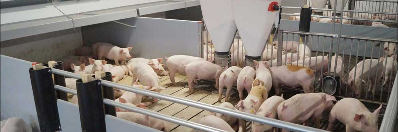 Pigs in a weaner pen