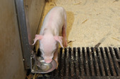 800-sows-16