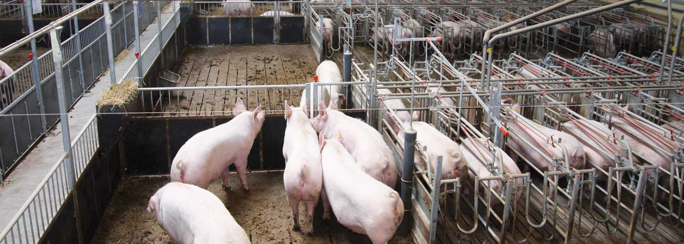 Sows in a free access stall
