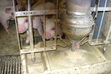 1100-sows-1