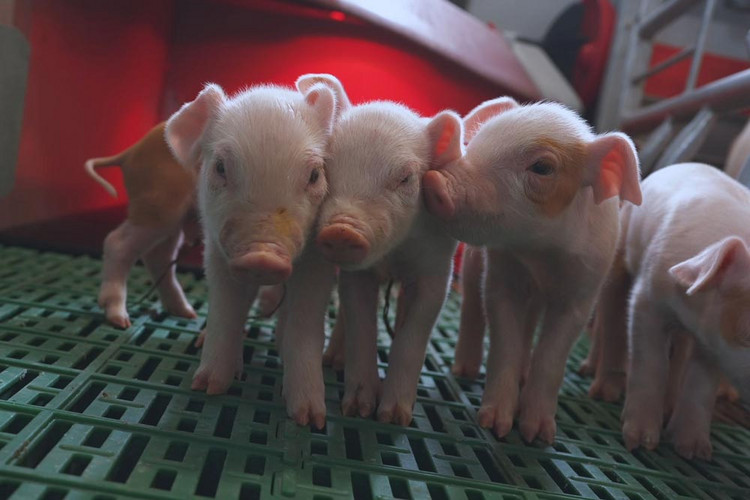 Piglets-on-a-plastic-slat-in-farrowing-pen