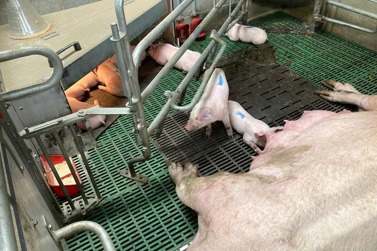 The-sow-with-piglets-in-Welsafe-farrowing-pen